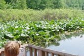 New Jersey Weekend Events for Kids August 7-9: Woodchopping, Horse Races, Farm Animals, Bugs, Bats, Frogs and More